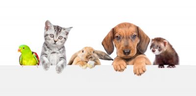 Petcube Set Up - Home Automation Racine, Wisconsin